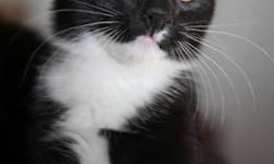 Tuxedo - Hank: Sweet Tuxedo Kitten - Medium - Young - Male - Cat
Hank was a three-week old kitten in early September when he was rescued with his brother Tommy and mother, Beatrice, near the NYBG. These kittens played hard then (when they weren't