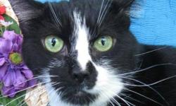 Tuxedo - Sweetie Pie - Large - Adult - Female - Cat
I'm Front & Back Declawed.
Sweetie Pie was born October 30, 2005 and weighs a little too much, but she will be on the Joyful spa plan. She's a sweet kitty that grew up with another cat. I'm sure she