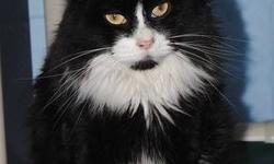 Tuxedo - Thelma - Small - Adult - Female - Cat
To meet Thelma, please fill out an online application! We will get back to you right away. http://tinyurl.com/catapp2 
CHARACTERISTICS:
Breed: Tuxedo
Size: Small
Petfinder ID: 8979756
ADDITIONAL INFO:
Pet has