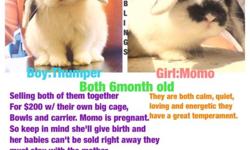 I have two adorable bunnies one girl-momo and one boy-thumper in need of a good home they come with their own cage carrier and bowls. Breed:holland lop