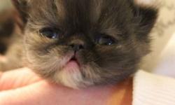 Up for adoption are two adorable torti female Persian kittens. Currently four weeks old, they will be ready to go to their new homes on or about May 10th (just in time for Mother's day!).
These kittens coms with a very impressive pedigree. Sire is