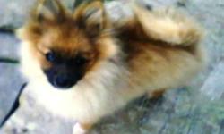 I have two lovable male Pomeranian mixed puppies born June 1st. Good with children and cats. very fluffy Ready now