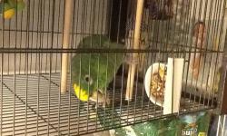 I have 2 wonderful Amazons up for sale. One is a male the other a female. They can both mate but we keep them separated because of the fear of having more birds.. They can talk and say pretty funny stuff.
Cage is included. Along with food. The male can be