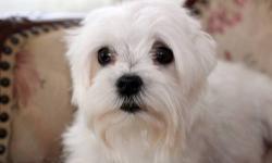 Two pristine white female purebred Maltese puppies for sale. They will be ready on 3/22/13 and they come with AKC limited registration and a one-year health guarantee. Cost is $800 plus sales tax. To reserve the puppy of your choice, a non-refundable