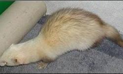 Two friendly, healthy, playful ferrets. Come with three story cage on wheels. Only to go as a *package*. Male is gorgeous light cinnamon & female is light sable. My dogs are just not accepting them and I cannot let them have playtime out of their cage as