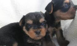 Hi Thanks for viewing our Ad. We are taking a minimum of $100 deposits at this time on our litter of Yorkshire Terrier Puppies.They will be 4 weeks of age on Satureday April 6.
There were 5 puppies in the litter. We have two males left in the litter.
Mom
