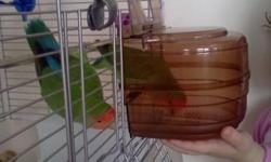 TWO LOVEBIRDS WITH THE CAGE
I have two LOVEBIRDS for sell. It is a COUPLE.
They 1 year old. They are very SOCIAL , they eat from the hands,
they love being hold and sit on your shoulder.
They are Good Eaters what is rear in the lovebirds.
I feed them with