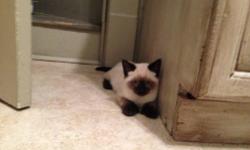 2 Male seal point Siamese ragdoll kittens, clean smoke free , flea free home. Kittens are healthy and playful. If you are a distance away depending on where , I could drive to meet you They are weaned and litter trained.