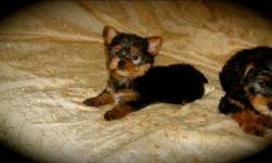 Two male Yorkie puppies one toy Yorkie and one tea cup Yorkie. They come with all there papers the toy puppy is $1000 and the tea cup male is $1400
This ad was posted with the eBay Classifieds mobile app.