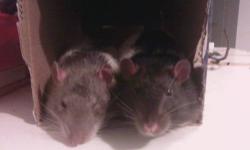 Two sweet male rats are desperately searching a new caring owner, who would love them and take care of them. They are very nice and cuddly, never bite. I hope to give them away in pair, because they've been together for a year and got used to each other.