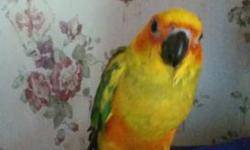 2 Beautiful Male Sun Conures for Sale. Very Friendly and Loveable. They are very bright birds. There feathers are very bold colors. They come with there bird cage. We have to get rid of them because we are moving.