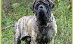 Adorable typey mastiff puppies available. 2 females available, Brindle and a Apricot. Vet checked, vaccinated & wormed. DOB 12/30/2013 ready for new families now. Companion homes only. 315-206-4115
