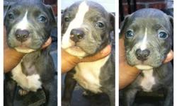 Hi, These Puppies are 8 weeks old, come with shots papers and dewormed.$600 Pure Bluenose. Both the Parents are With the Dogs. if you want to pick one up or place a despot. call today 914 689-1708..Granfather is a Grandshow Champion ..Blues or Fawns ..all