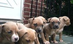 These Puppies Come off Champion Bloodine, they are Razor Edge. They will come with Shots, Papers & Dewormed. They are with Both the Parents. Call me today 914 689-1708 .Solid Blues, FAWNS, BLUE BRINDLES.