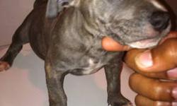 Hi, These Puppies are 7 Weeks old,.They Live With Both Parents. they come with their Ukc & ABKC Papers. Shots & Also Dewormed..Males & Females are AVailable..call me today 914 689-1708 thanks .SOLID Blue, BLUe & White, Blue Brindle. Or Fawn