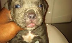 Hello, These Puppies are 3 weeks old. They will come with 1st set of Shots paperwork, & Dewormed..Solid Blue Females and Males. Also Solid Fawn Male..Reall Chunky With Great TemperMents. All Pups are with their Parents..Father is a Blue Tri, Mother is
