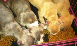 Hello, my pups are 8 weeks old, Blue Nose Puppies , comes with papers shots and dewormed..8 weeks old. razor edge puppies $600 call me today 914 689-1708 .Blues, Blue brindle, or Fawn .