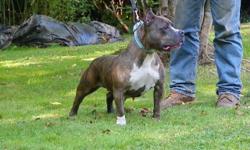 Paco female, 3 yrs old. Going into heat very soon. Blue brindle, friendly, 13 inches tall, show quality. Can see her ped on bully pedia. T.e.s. Ninja frumpy. Contact me at 845-866-0895.