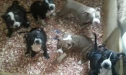 american bully pups for sale 9 weeks old come with shots deworm and ukc registered