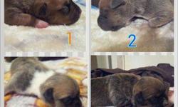 Puppys Bloodline is Romeo top and bottom with kingdome . 4 females 3 males price negociable , serios buyers please.