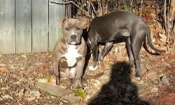 11MONTHS OLD, LITTER OF 8, 1 MALE left. MALE IS BLUE BRINDLE. MOM IS PURPLE RIBBON UKC 85LBS, DAD IS ALSO PURPLE RIBBON UKC 120LBS. RAZORS EDGE. BIG DOGS, BOTH SUPER SWEET, PUPPY EVEN NICER. CRATE AND HOUSE TRAINED. HE IS UP TO DATE ON SHOTS TILL NEXT