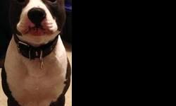 UKC registered with papers a beautiful 2yr old male stud/family dog people and kid friendly playful and energetic loves to speak shakes hands up to date with all his vaccines needs good loving warm home who give him all the love n care n attention he