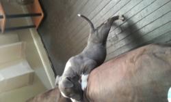 My name is Antonio
I will work with you everyone need a good animal. I have a blue an white female ready to go.Papers in hand. Shes had her first set of shots an been wormed. Asking price 1,800. You can look up the parents on www.bullypeida.com. You will