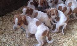 We have a litter of English Coonhound puppies that were born Februaury 20th, 2013. They will be 8 weeks old on April 18th, and ready for their new homes anytime after that.
These pups have top of the line breeding and will make excellent companion or