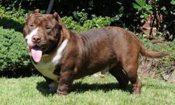 ukc chocolate, male american bully for sale,, 2500, contact me only if cash in hand, no deals, no trades, call sami @ 718-200-5167. pedigree http://www.bullypedia.net/americanbully/details.php?id=185345 located in ny,, serious only