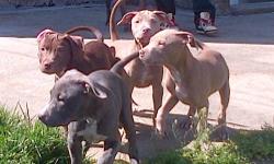 I have Blue n Red nose pups for sale. They are super official fawn blue nose mother and chocolate red nose father. Both registered. Pedigrees. I am the owner of Mother and Father . There is only 4 Girls LEFT, all beautiful and healthy as well. Currently