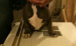 TRI GENE CARRIERS 2x Rock And Ruby 1x Viper Rocafella Grandson!!! Son Of Rockstar. Lil Cario Bingo Alba Suge Night Nice Founation nice ped UKC registerd Dam is Uck Sire is uck adba ubkc Sire is aviable to stud on approved females only first pic male