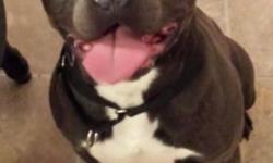 We have a two year old American Pitbull Terrier bully that is UKC PURPLE RIBBON registered and is a perfect specimen for a stud. He is two years old and has 7 generation lineage ready with his registration. If you want to mate your dam with this beautiful