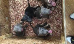 Hundred percent razor edge Purebred 3 boys 1 girl left text 5852303750 for more pics 800 obo all have First set of shots and papers 9 weeks
This ad was posted with the eBay Classifieds mobile app.