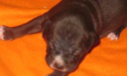 2 Puppys are ready for their furever homes. 2 Pure black pups with white chest and toe tips. Cute little ones. 1 Boy and one Girl. Family raised with children of all ages. First Shots and dewormed. Well socialized with other dogs. Mom is black and white