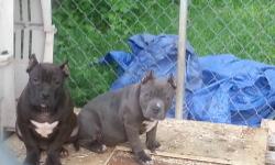 Black and brown female ukc registered 12 wks old. Razoredge and mikeland. Great temperament good with kids.