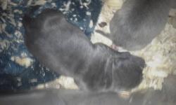 Pups are rare tri colored lots of solid blues they are raised in housearound childrem from ages 2to 10 they will be dewormed and have 2 sets of shots before leaving us 3 of 10 puppies sold for any other info call5853032522