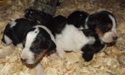 From great hunting bloodlines, to hunting parents, these pups will be great hunters or even loving pets. Treeing Walker Coonhounds are great all around loving and loyal dog, The pups are UKC reg and can be PKC reg i had 2 litters born on dec 8 and other