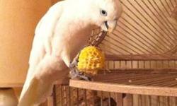 Male Umbrella Cockatoo for Sale to loving, patient, kind, experienced Parrot Family.
Looking for a person experienced with Large Parrots.
Owner should be male as this parrot loves Men .
Friendly with women but with out a male present .
With women can be