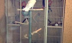 Sugar is a 4 yr old Umbrella Cockatoo. She is very friendly and talkative. She comes with 3 cages, rolling perch, Winnebago travel cage and other accessories. For more information please contact Alice @ 585-928-1520. No emails and serious inquiries only.