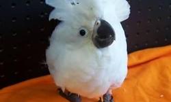 babies currently hand feeding ..UMBRELLA COCKATOO
5wks old...$900
6wks old...$950
8wks old..$1000
13wks old..$1100
must have hand feeding experience, babies are banded and very healthy...3473519697 shipping is available