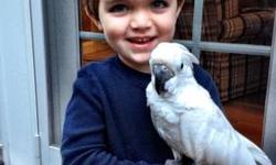 BABY 10 month old Umbrella Cockatoo. Hand fed tame. Just beginning
to speak. BRAND new large cage. Toys. Food. Play stand. Everything brand new. Good with children
Loves to cuddle....
Very. Very friendly. Please contact with questions. Great Christmas