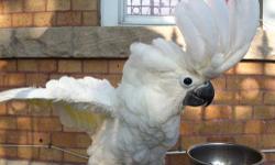 i will have 3 baby umbrella cockatoo available on 6/21/13 these guys will be hand feeding babies available to experience hand feeders asking 1000 each unweaned..reserve a baby... for more details 347 351 9697 serious inquires only!!...