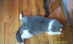 Selkirk Rex kittens, dad is a Selkirk CFA and TICA registered with a heavy foundation in British Shorthair and Mom is a Champion Stock Lilac British Shorthair, also TICA and CFA registered. Kittens ready for their new homes, pick-up. Location: Penn Yan,