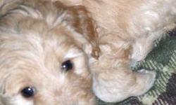 2013 Breeding Schedule:
www.goodlepups.com
Golden Retriever Litter GR- BORN! We did it again Geddy & Bolt had 5 Gorgeous Cream colored Goldens!!!! We are retaining 2, the girl and one boy so there are 3 boys available- 950$. (Litter GR)- ACCEPTING