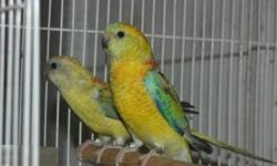 I am posting for my aunt. She urgently needs to rehome her birds.
She has 2 umbrella cockatoos a 7 year old male, a 10 year old female she is asking $1000 each with cages.
6 Gray Cockatiels asking $40 each.
3 Red Rump parakeets, 2 female and a male