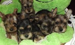 Yorkie- Miniature Schnauzer mix pups 1 male, 4 females with tails docked, all were born on February 14 they will be vet checked, and dewormed and have shots within the week, and will be available in two weeks but we are taking nonrefundable deposits now.