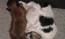3 wonderful little Morkie?s born Dec 1. 2 males ( brown and parti colored or white with brown spots) and 1 female parti colored white with black spots. They have Teddy Bear faces.. Mom and Dad are on premises. Pups are very friendly, healthy, happy and