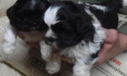 We have a beautiful litter of 5 male Shih Tzu puppies who are ready for their new loving homes on February 14th. The first pix is of 2 black & white males. The next group of 3 are the gold & white males. All are very friendly and cuddly, ready to add