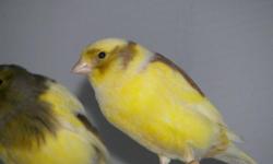 I have 2014 varigated canaries for sale at $40 both males and females