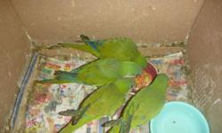 Cute & hand friendly baby Quaker Parrot..Only two months old.Weened
Eats fruits,seeds & Pellets...Only two Available.